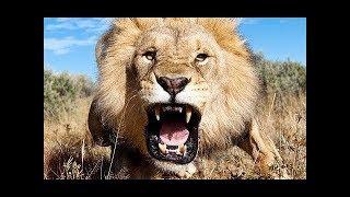 وحشية حيوانات افريقيا | افلام وثائقية HD  وثائقي 2019 |Predatory Animals 2018