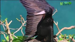 افلام وثائقية مدبلجة جزر السيشل الساحرة موطن ملايين الطيور