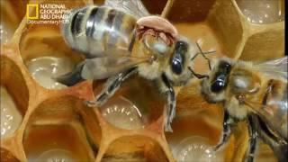 فلم وثائقي عن عالم النحل -الوثائقيه تيوب